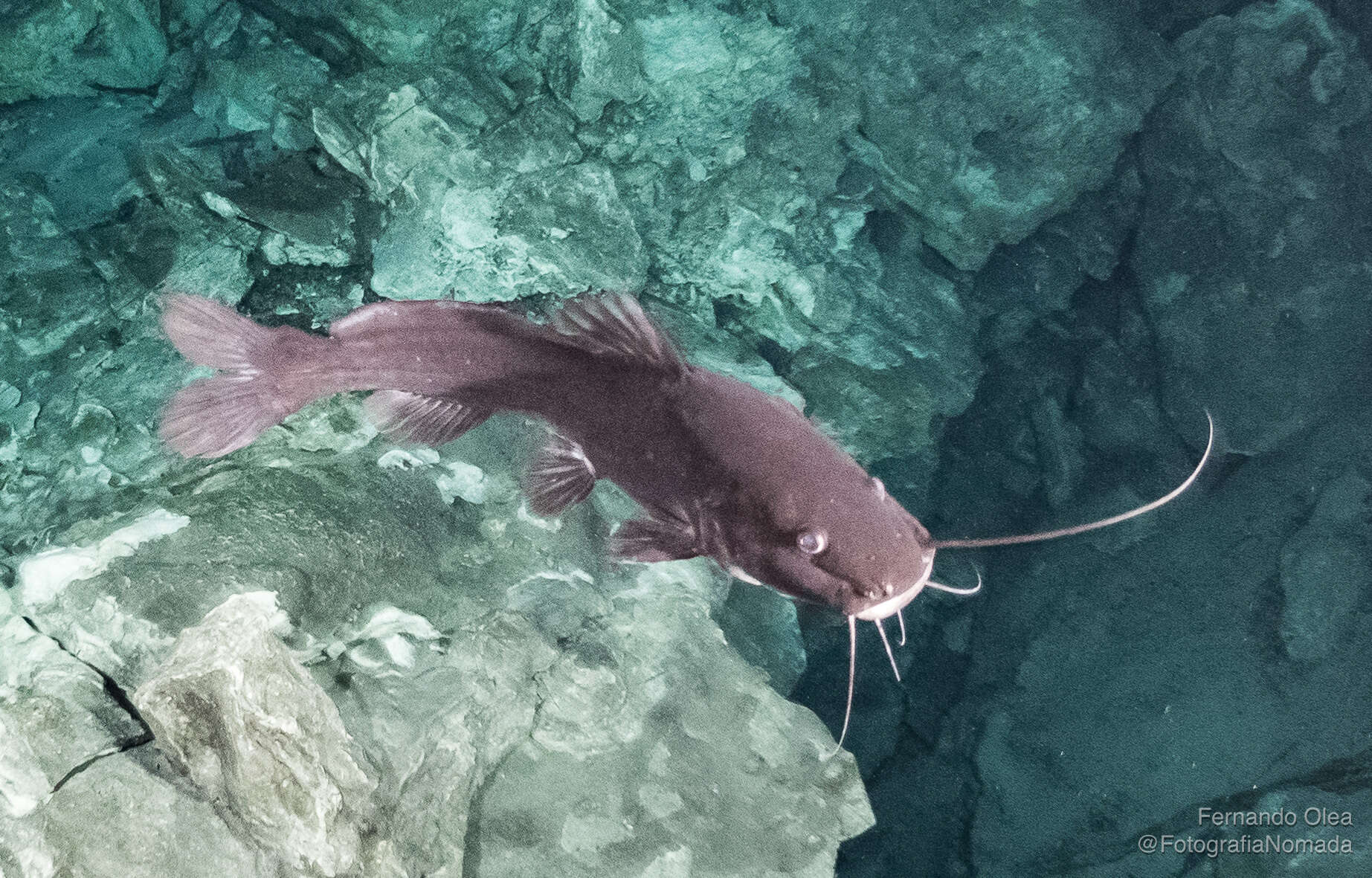 Image of Pale catfish