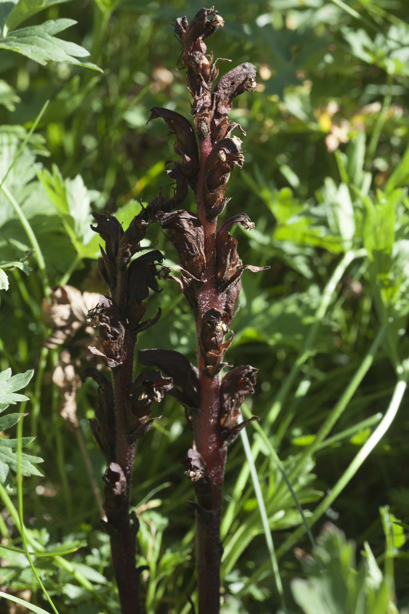 Imagem de Orobanche gamosepala Reuter