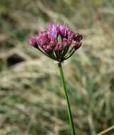 صورة Allium lusitanicum Lam.