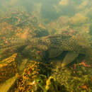 Hypostomus gymnorhynchus (Norman 1926) resmi