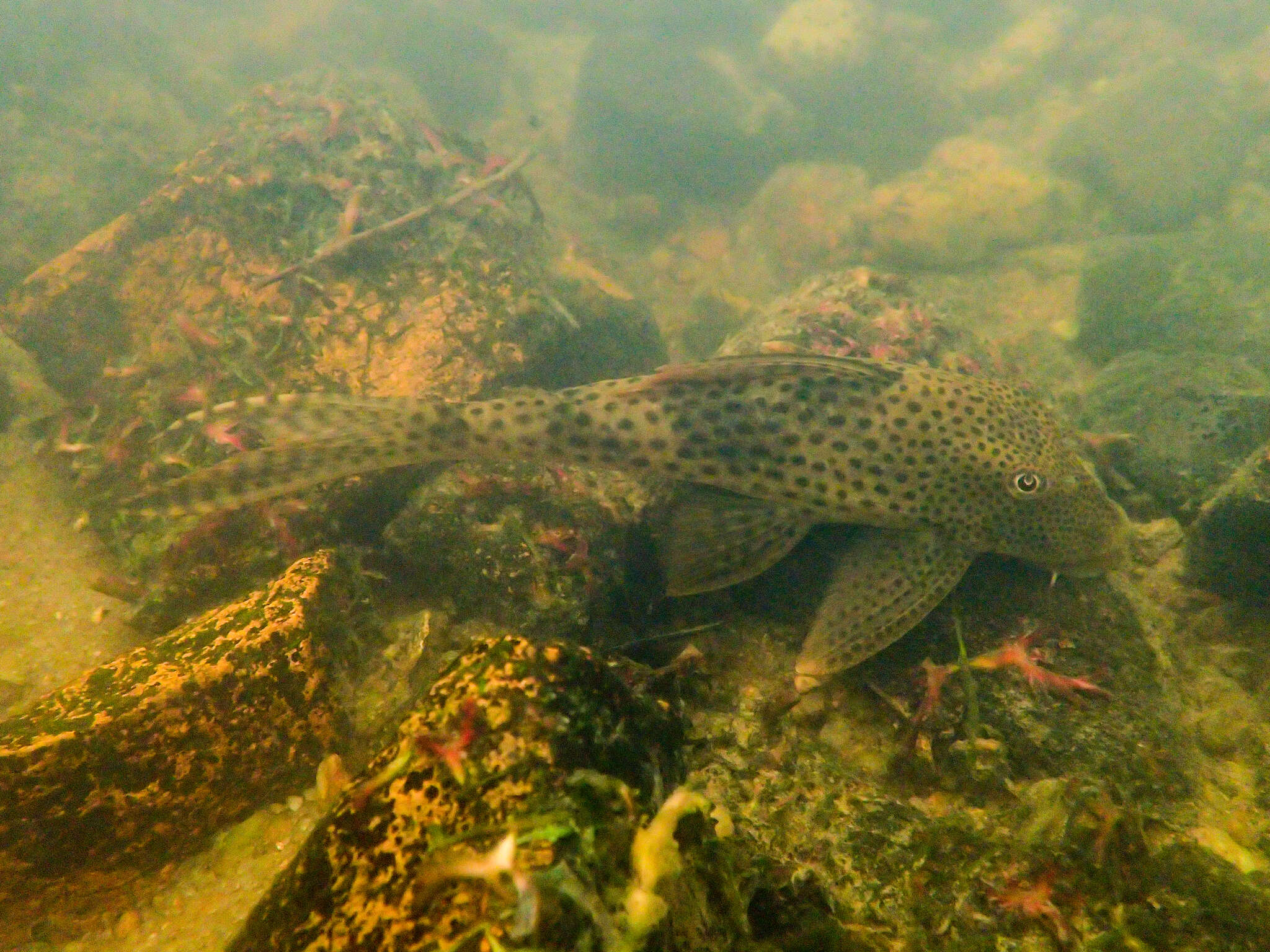 Hypostomus gymnorhynchus (Norman 1926)的圖片