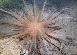 Image of burrowing anemone