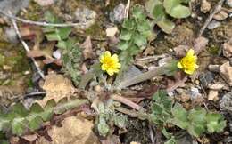 Image of Hyoseris scabra L.