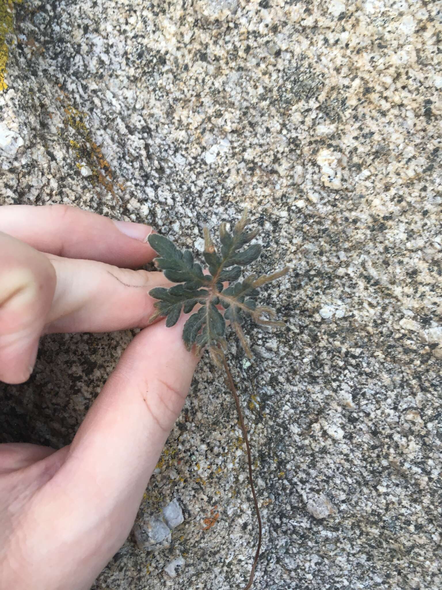 Image of bommeria fern