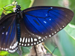 Image of Euploea midamus chloe Guérin 1843