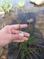 Image of saltmeadow cordgrass