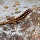 Image of Dunn's  Anole