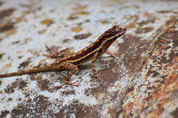 Image of Dunn's  Anole