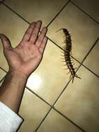 Image de Scolopendra gigantea Linnaeus 1758