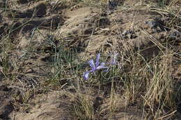 Image of Iris tenuifolia Pall.