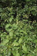 Image of small teasel