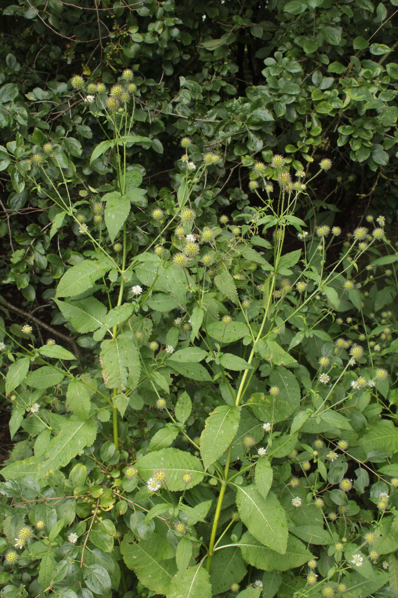 Слика од Dipsacus pilosus L.