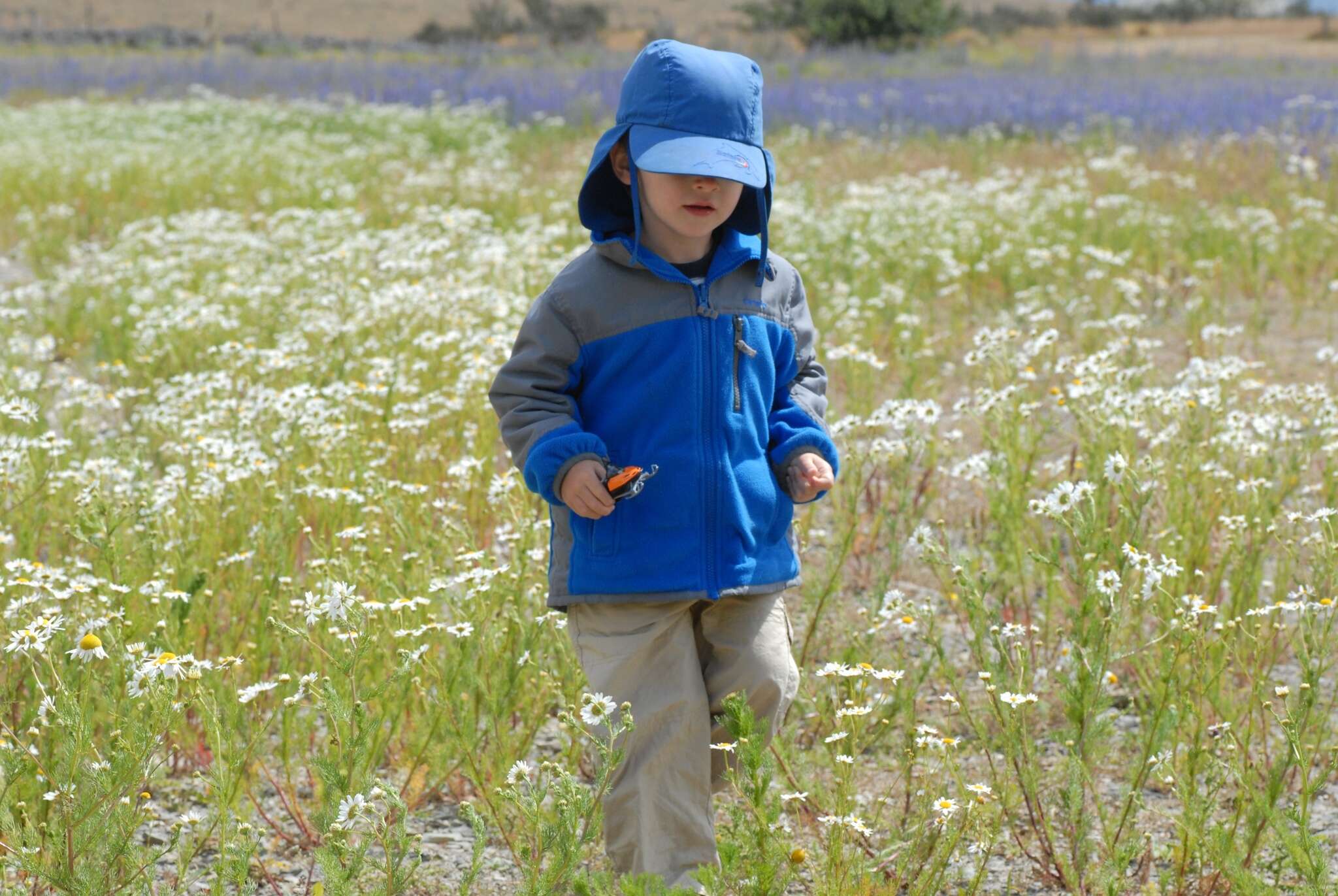 Image of scentless false mayweed