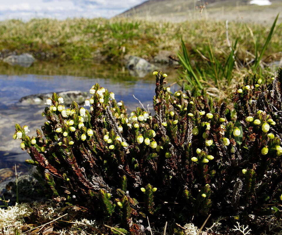 Image of white arctic mountain heather