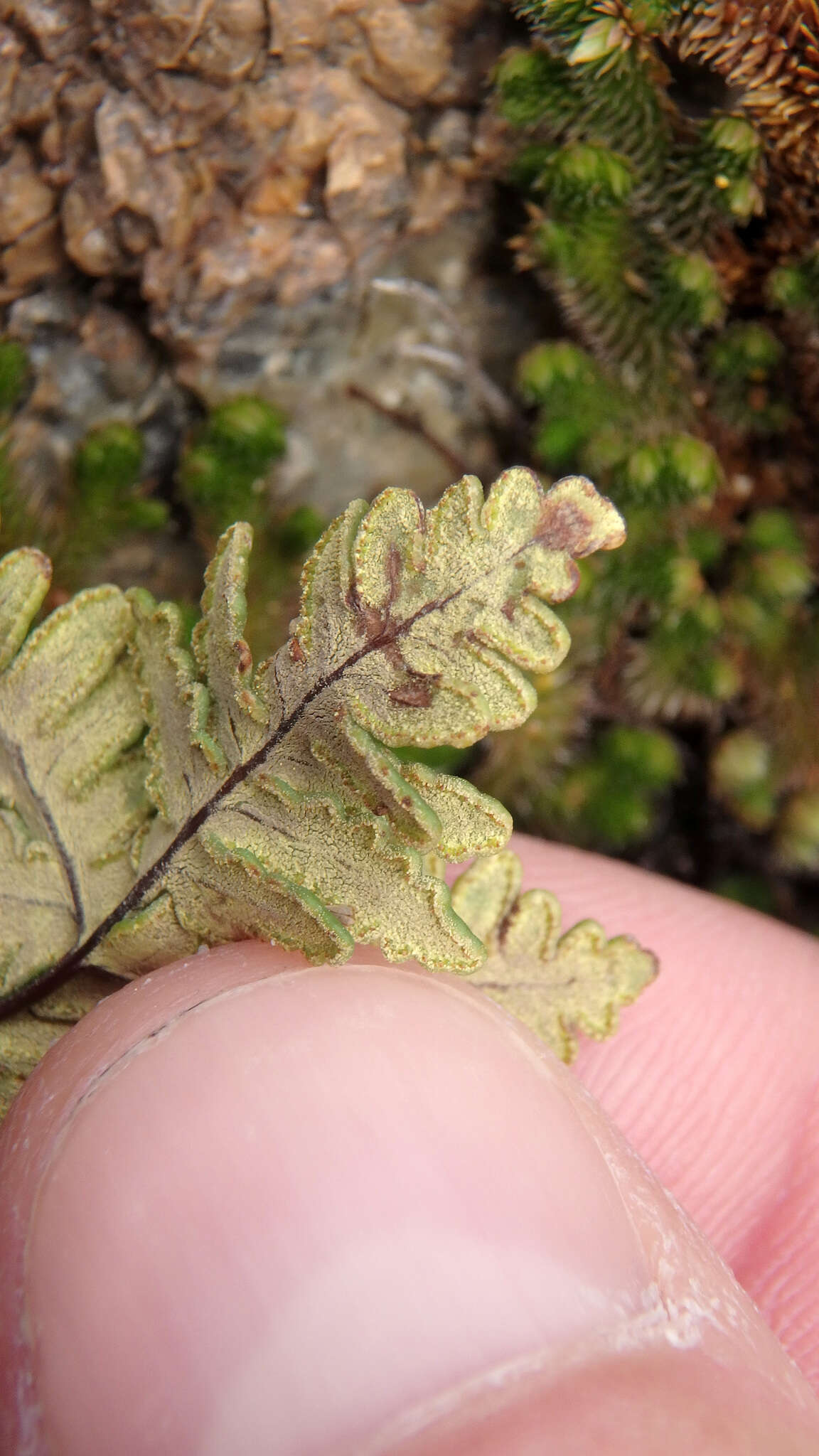 Image de Notholaena standleyi (Kümmerle) Maxon