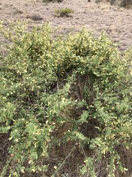 Imagem de Vachellia rigidula (Benth.) Seigler & Ebinger