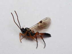 Image of Parasitoid wasp