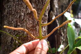 Image of Microsorum latilobatum Hennipman & Hett.
