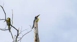 Image of Lettered Aracari