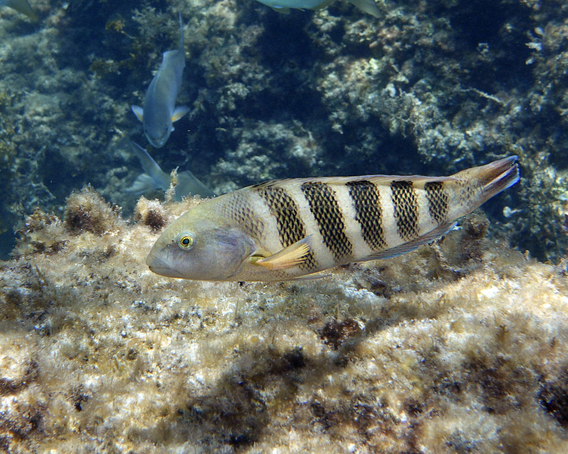 Image de Thalassoma septemfasciatum Scott 1959