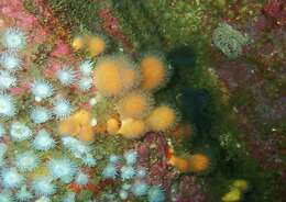 Imagem de Alcyonium digitatum Linnaeus 1758