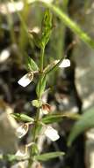 Scutellaria parvula Michx. resmi