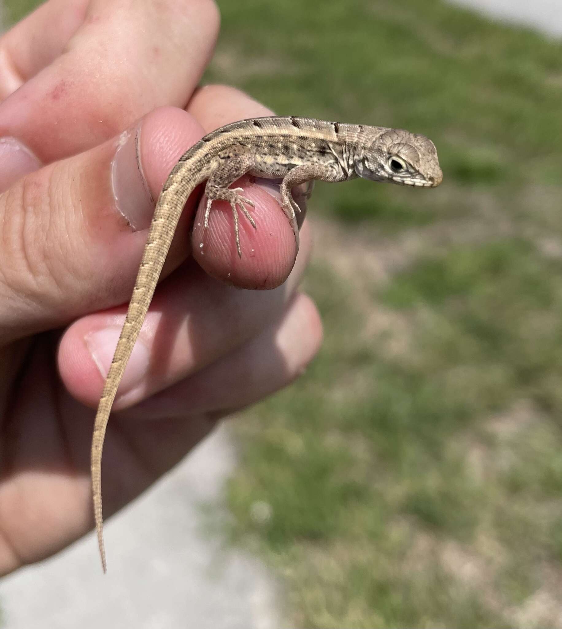 Image of Red-sided Curly-tailed Lizard