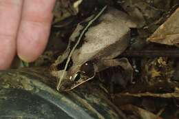 Rhinella alata (Thominot 1884)的圖片