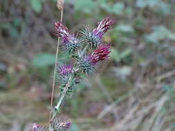 Plancia ëd Ptilostemon strictus (Ten.) W. Greuter