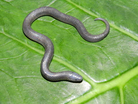 Image of Pyburn's Earth Snake