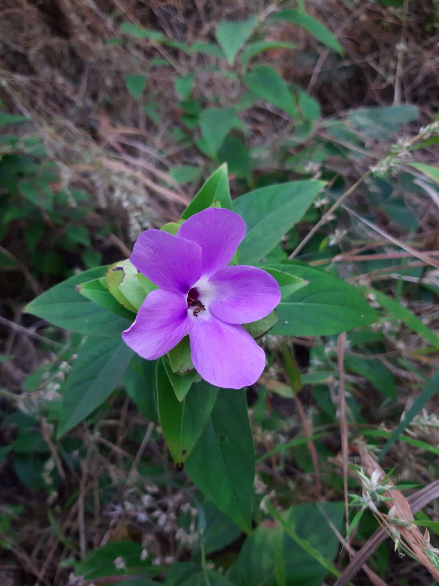 Image of Barleria gibsonii Dalz.