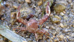 Image of common porcelain crab