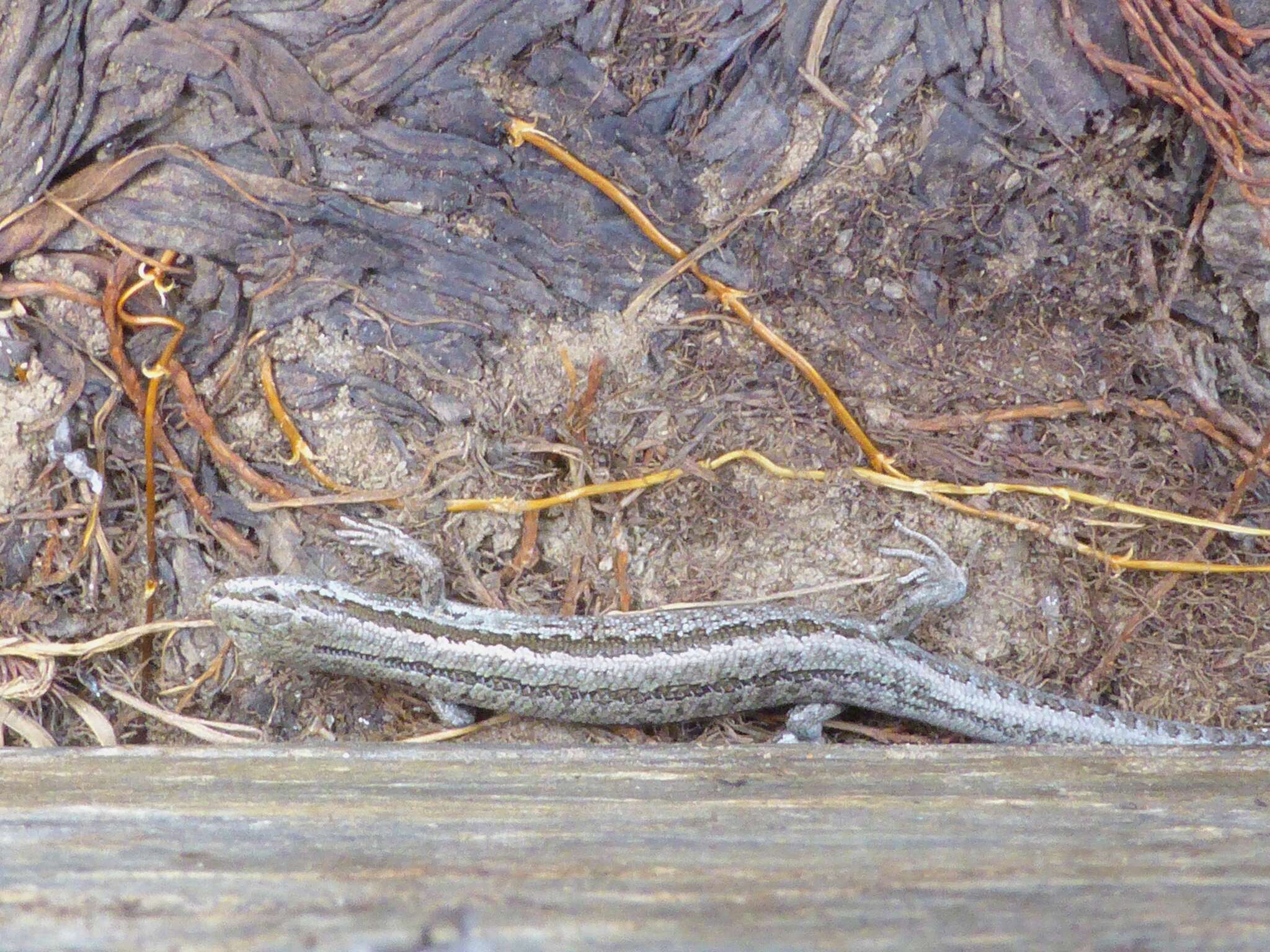 Image de Oligosoma maccanni (Hardy 1977)