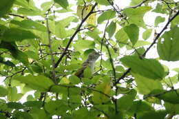 Image of Ijima's Leaf Warbler