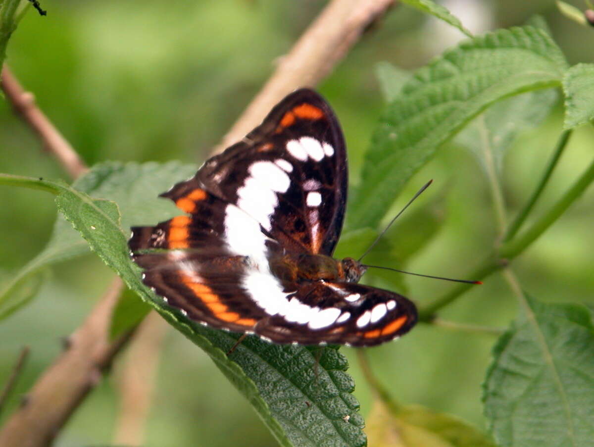 Image of Athyma inara