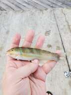 Image of Black-ear wrasse