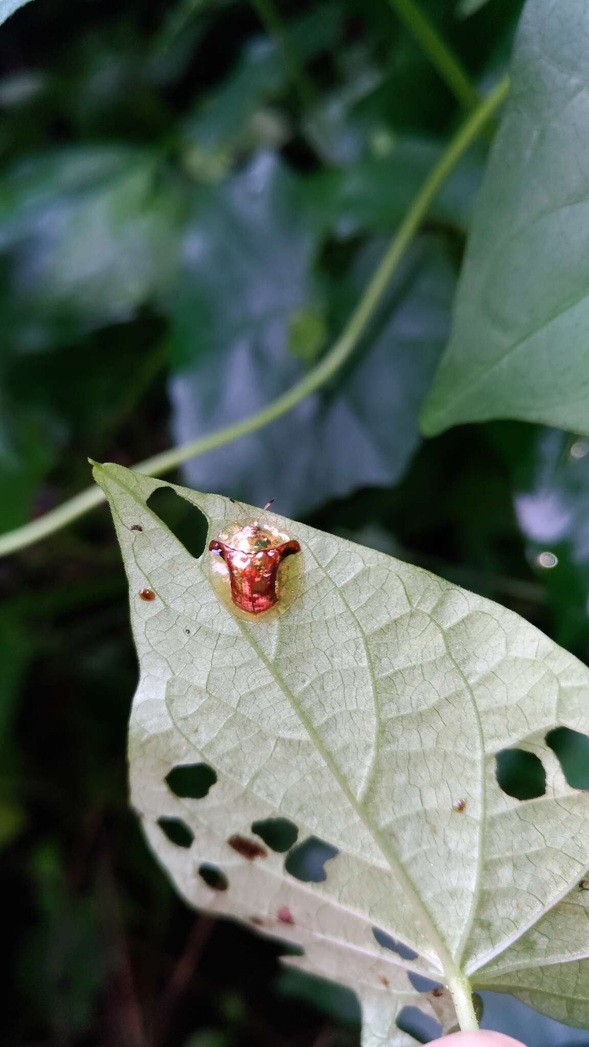 Image of Aspidimorpha (Aspidimorpha) furcata (Thunberg 1789)