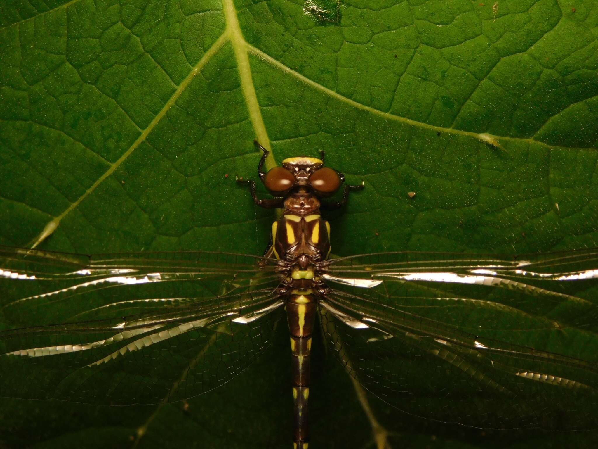 Image of Acrogomphus fraseri Laidlaw 1925