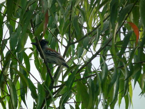 Image of Sakesphorus canadensis pulchellus (Cabanis & Heine 1860)