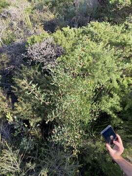 Image of Hakea anadenia Haegi