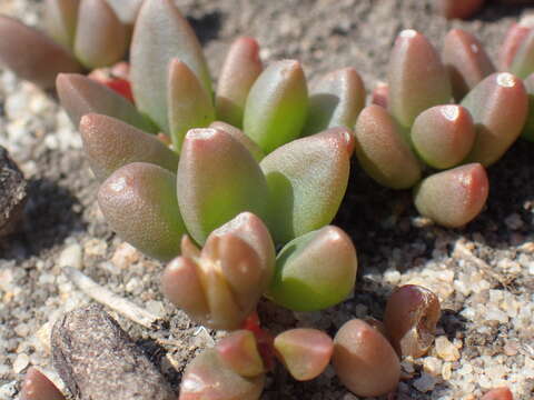 Image of Delosperma subpetiolatum L. Bol.