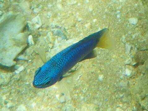 Imagem de Pomacentrus similis Allen 1991