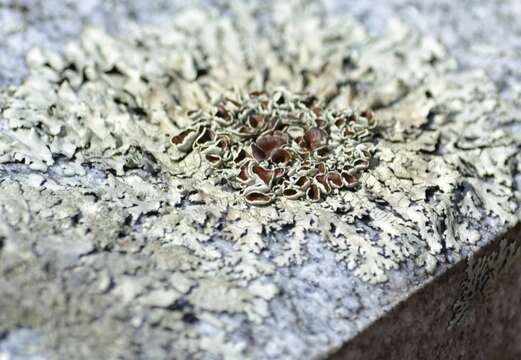 Image of xanthoparmelia lichen