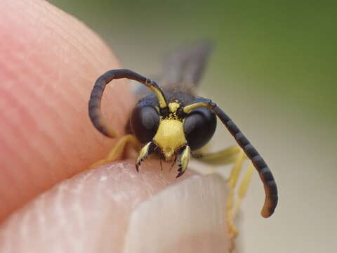 Image of Ancistrocerus nigricornis (Curtis 1826)