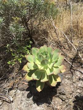 Image of Aeonium appendiculatum A. Banares Baudet