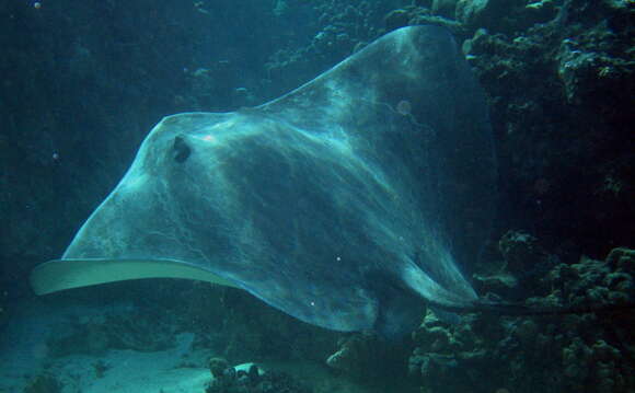 Image of Pink Whipray