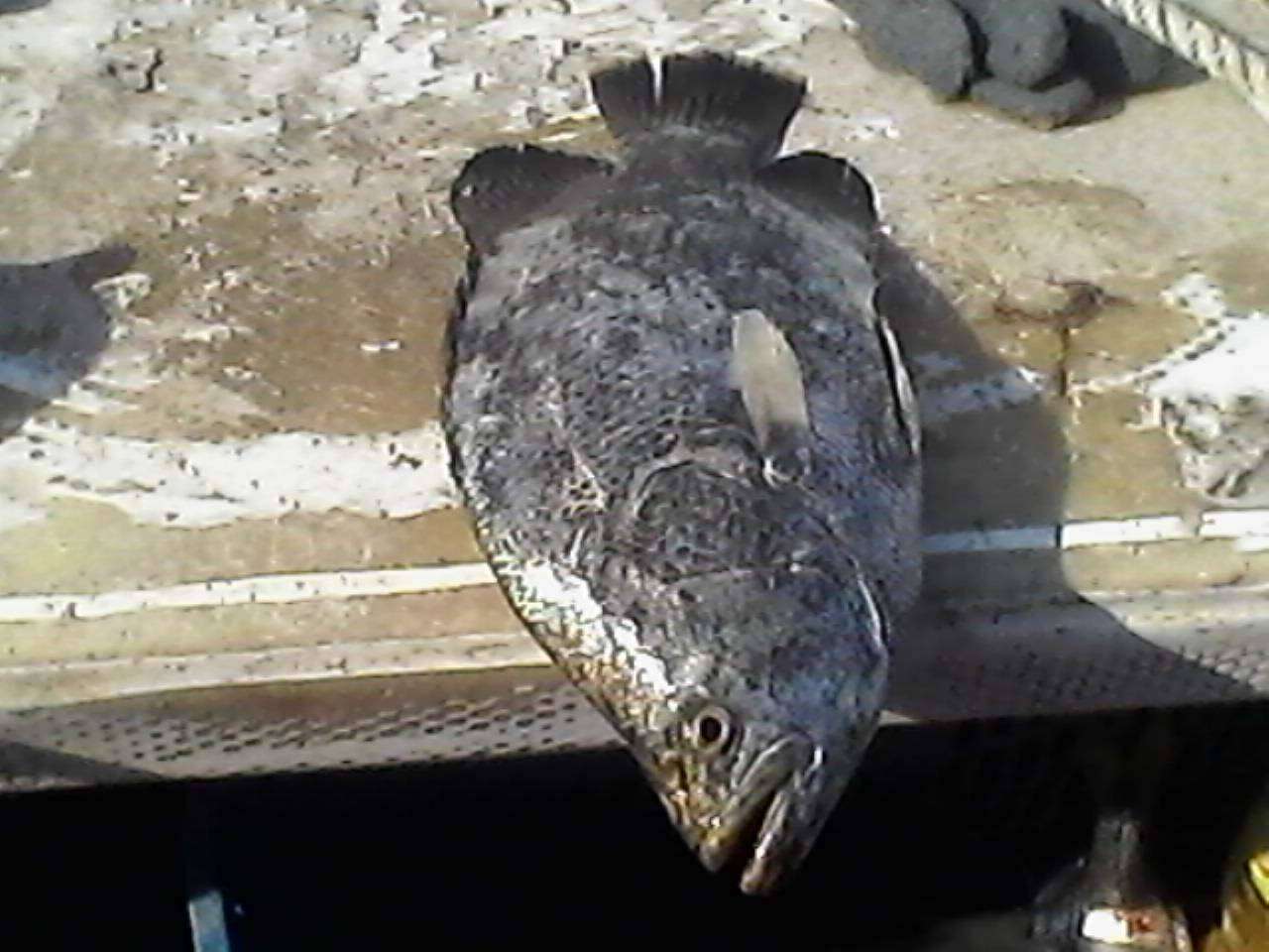 Image of Pacific tripletail