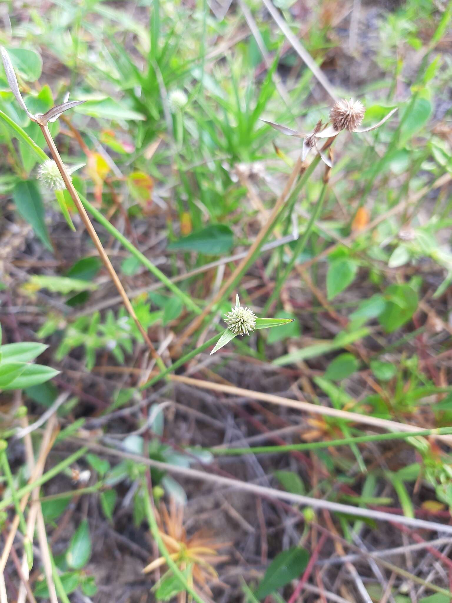 Image of Cyperus obtusatus (J. Presl & C. Presl) Mattf. & Kük.