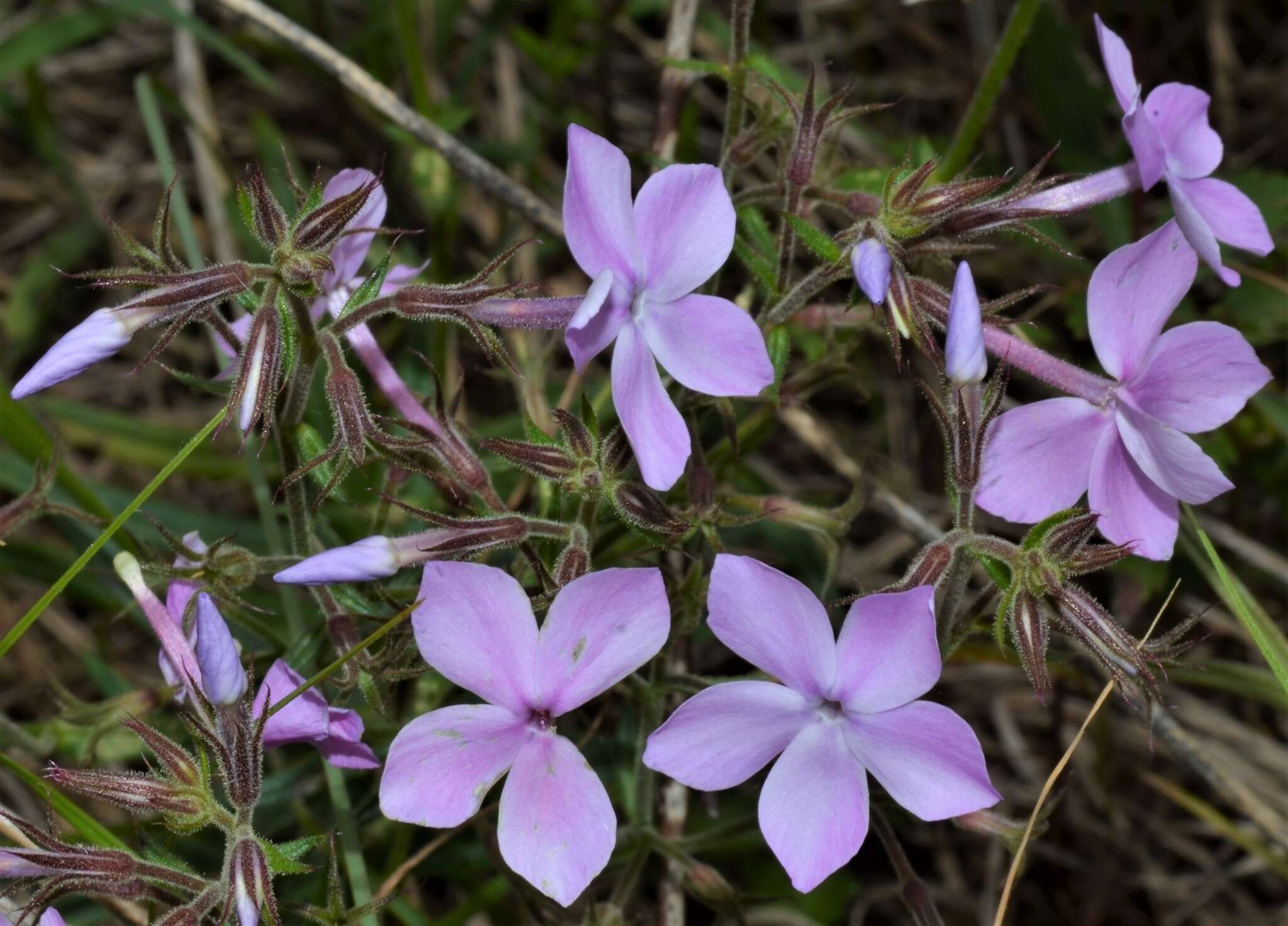 Sivun Phlox pilosa subsp. ozarkana (Wherry) Wherry kuva