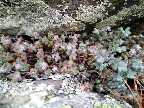 Image of Sedum brevifolium DC.